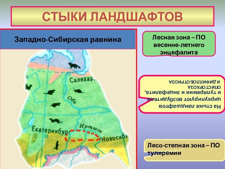 СТЫКИ ЛАНДШАФТОВЛесная зона – ПОвесенне-летнего энцефалитаЛесо-степная зона – ПО туляремииНа стыке ландшафтов