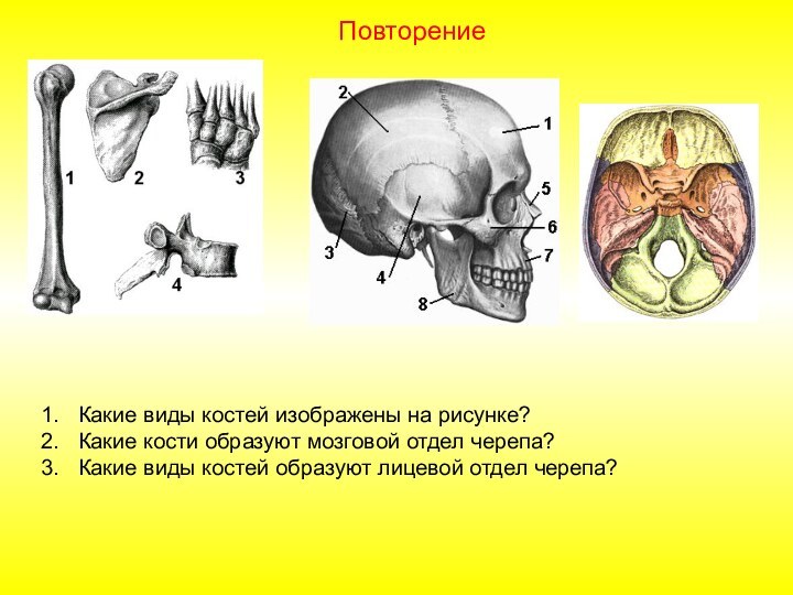 Какие виды костей изображены на рисунке?Какие кости образуют мозговой отдел черепа?Какие виды