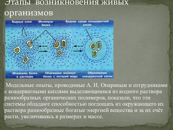 Модельные опыты, проводимые А. И. Опариным и сотрудниками с коацерватными каплями