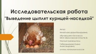 Исследовательская работа Выведение цыплят курицей-наседкой