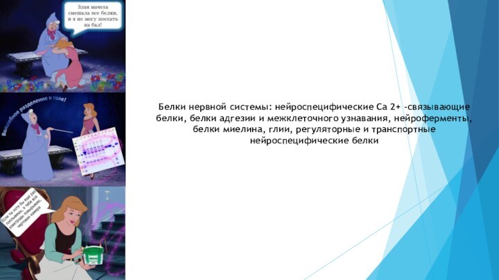 Белки нервной системы: нейроспецифические Са 2+ -связывающие белки, белки адгезии и межклеточного