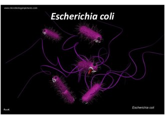 Escherichia coli