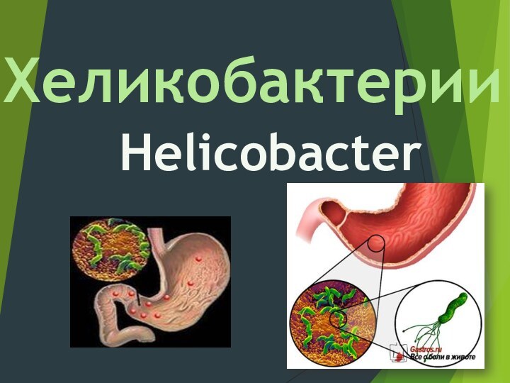 Хеликобактерии Helicobacter