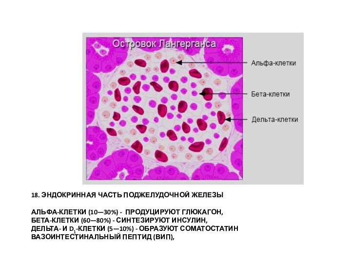 18. ЭНДОКРИННАЯ ЧАСТЬ ПОДЖЕЛУДОЧНОЙ ЖЕЛЕЗЫ   АЛЬФА-КЛЕТКИ (10—30%) - ПРОДУЦИРУЮТ ГЛЮКАГОН,