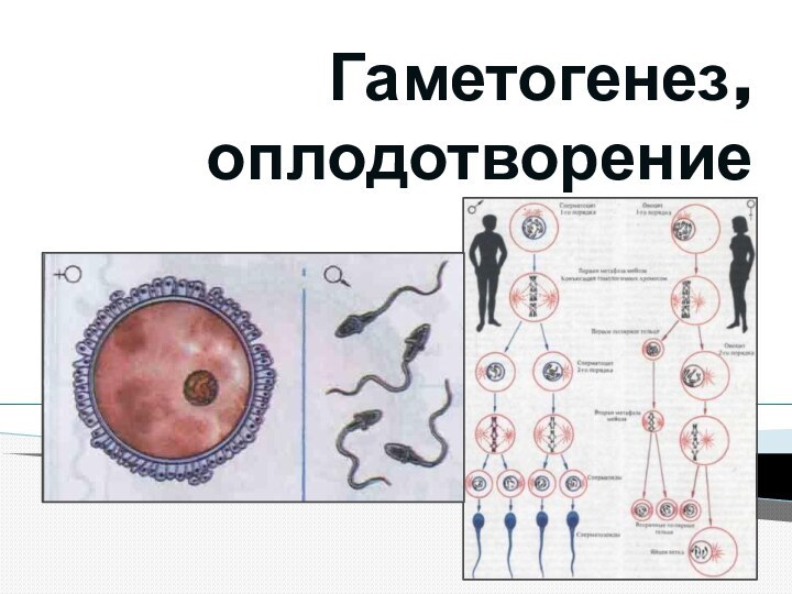 Гаметогенез, оплодотворение