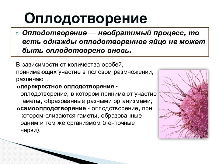 Оплодотворение — необратимый процесс, то есть однажды оплодотворенное яйцо не может быть