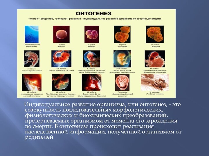 Индивидуальное развитие организма, или онтогенез, - это совокупность последовательных морфологических,