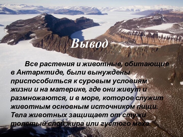 ВыводВсе растения и животные, обитающие в Антарктиде, были вынуждены приспособиться к суровым