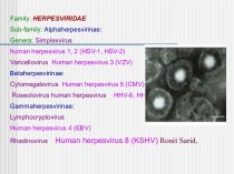 Герпесвирусы