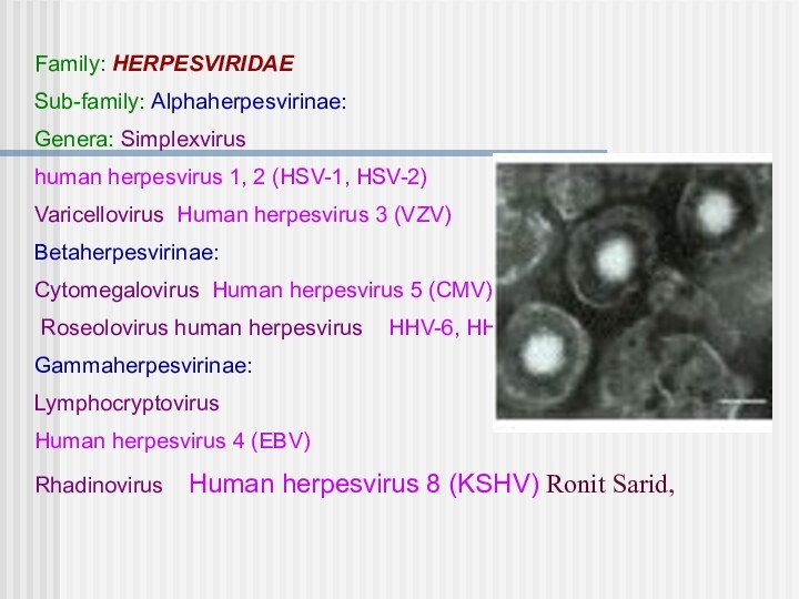 Family: HERPESVIRIDAESub-family: Alphaherpesvirinae:Genera: Simplexvirushuman herpesvirus 1, 2 (HSV-1, HSV-2)Varicellovirus Human herpesvirus 3