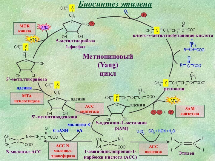 Биосинтез этилена