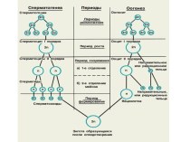 Половое размножение организмов