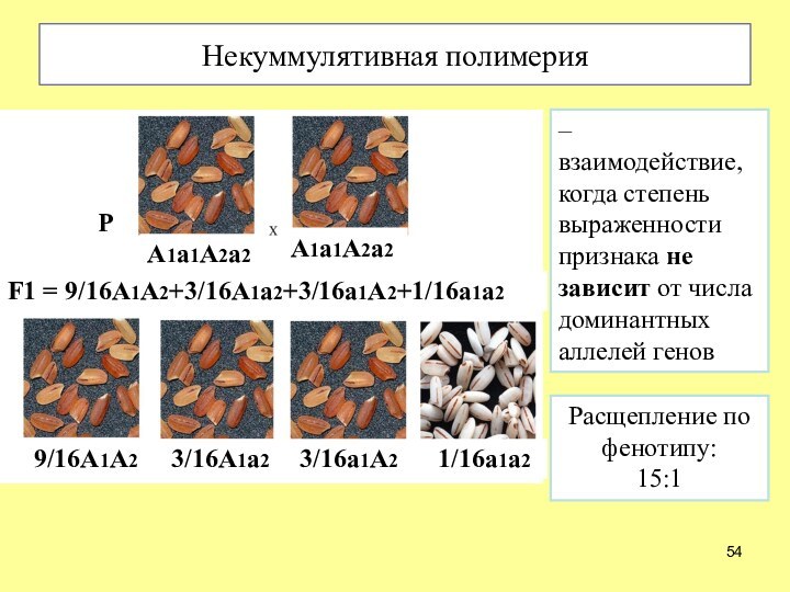 Некуммулятивная полимерия– взаимодействие, когда степень выраженности признака не зависит от числа доминантных