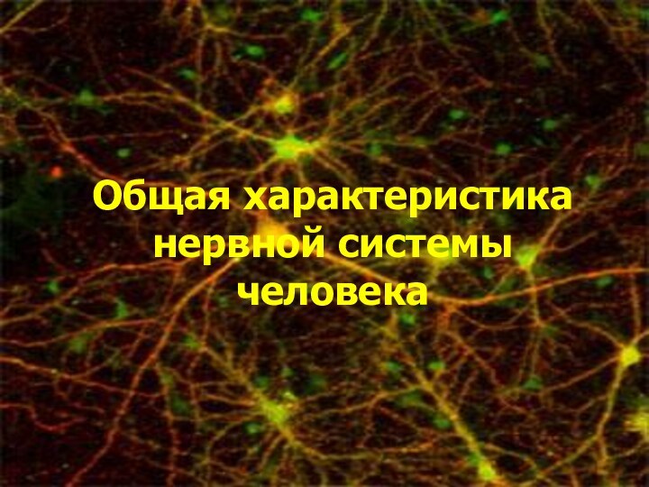 Общая характеристика нервной системы человека