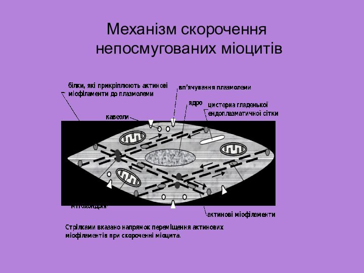 Механізм скорочення  непосмугованих міоцитів