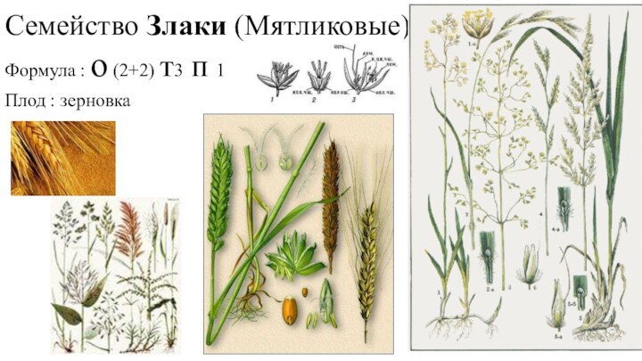 Семейство Злаки (Мятликовые)Формула : о (2+2) т3 п 1Плод : зерновка