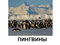 Где живут пингвины
