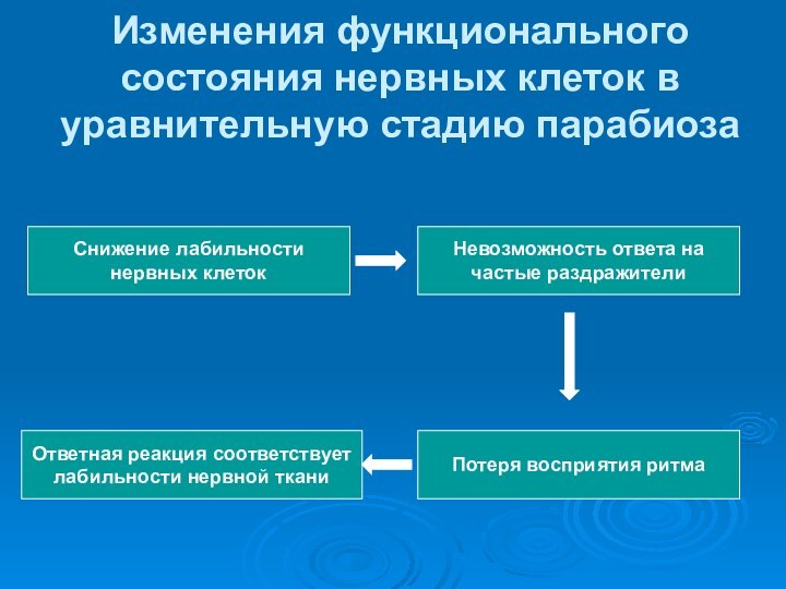 Изменения функционального состояния нервных клеток в уравнительную стадию парабиозаСнижение лабильностинервных клетокНевозможность ответа