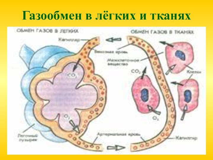 Газообмен в лёгких и тканях