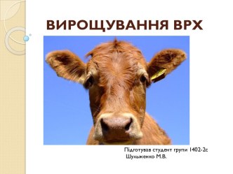 Вирощування ВРХ