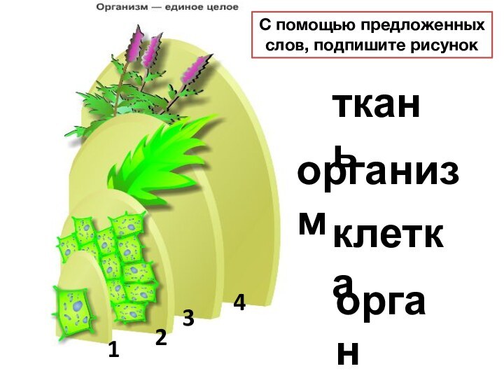 организмклеткатканьорган1234С помощью предложенных слов, подпишите рисунок