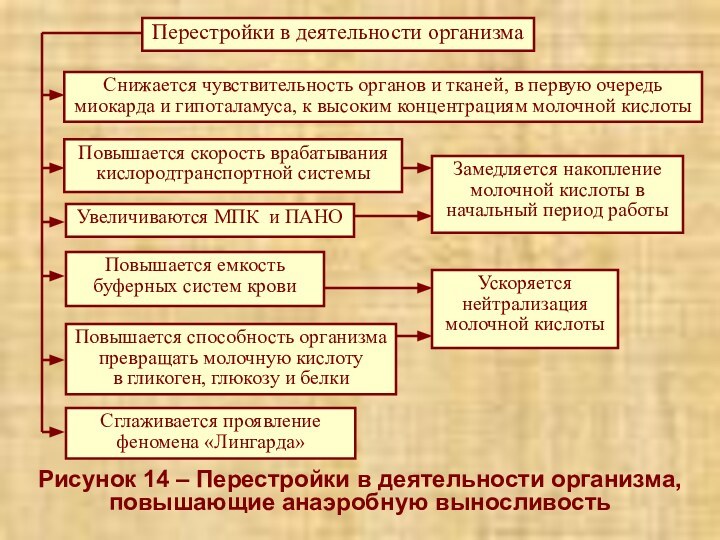 Рисунок 14 – Перестройки в деятельности организма, повышающие анаэробную выносливость