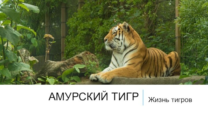 АМУРСКИЙ ТИГРЖизнь тигров