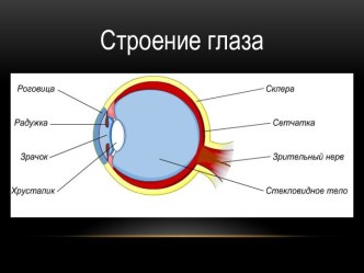 Строение глаза