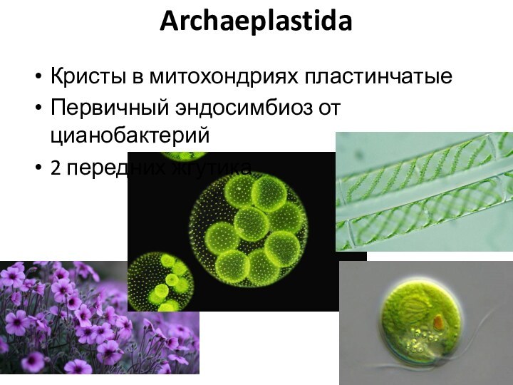 ArchaeplastidaКристы в митохондриях пластинчатыеПервичный эндосимбиоз от цианобактерий2 передних жгутика