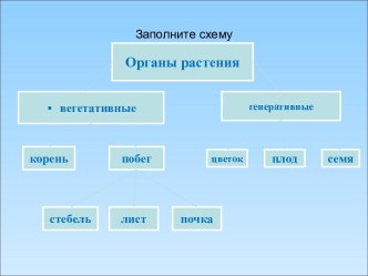 Разнообразие цветков