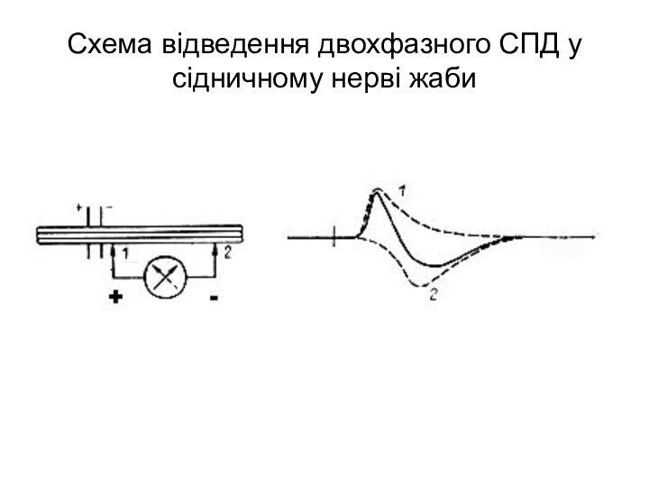 Схема відведення двохфазного СПД у сідничному нерві жаби