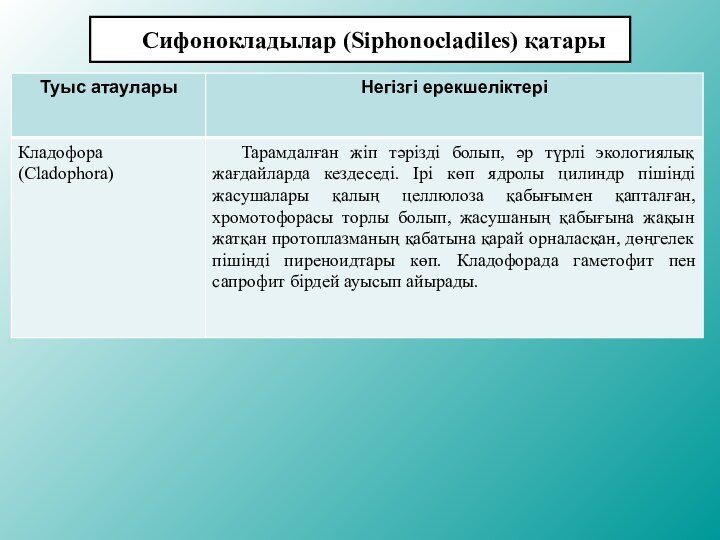 Сифонокладылар (Siphonocladiles) қатары