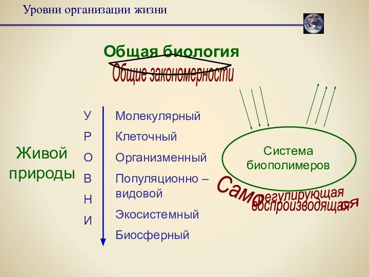 Уровни организации жизниОбщая биологияЖивой природыМолекулярныйКлеточныйОрганизменныйПопуляционно – видовойЭкосистемныйБиосферныйСистема биополимеровУРОВНИОбщие закономерности Само ся регулирующая воспроизводящая