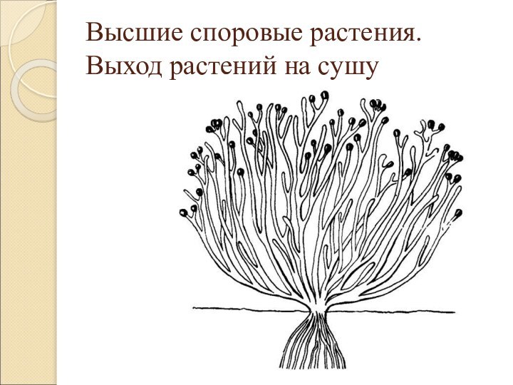 Высшие споровые растения. Выход растений на сушу