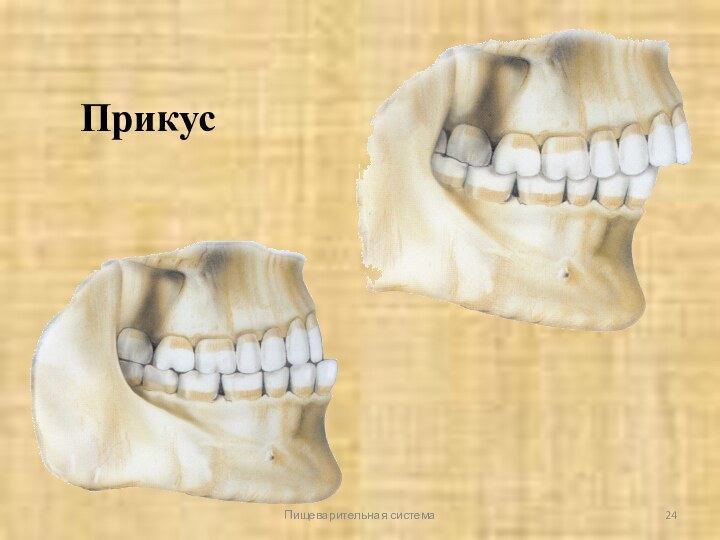 Пищеварительная системаПрикус