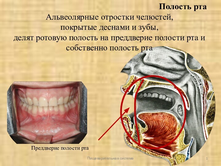 Пищеварительная системаПолость ртаАльвеолярные отростки челюстей, покрытые деснами и зубы, делят ротовую полость