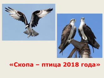 Скопа - птица 2018 года