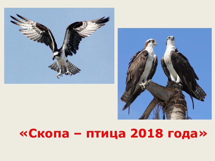 «Скопа – птица 2018 года»