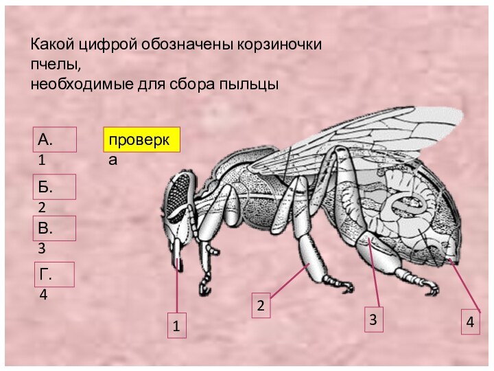 Какой цифрой обозначены корзиночки пчелы, необходимые для сбора пыльцы1234А.  1Б.