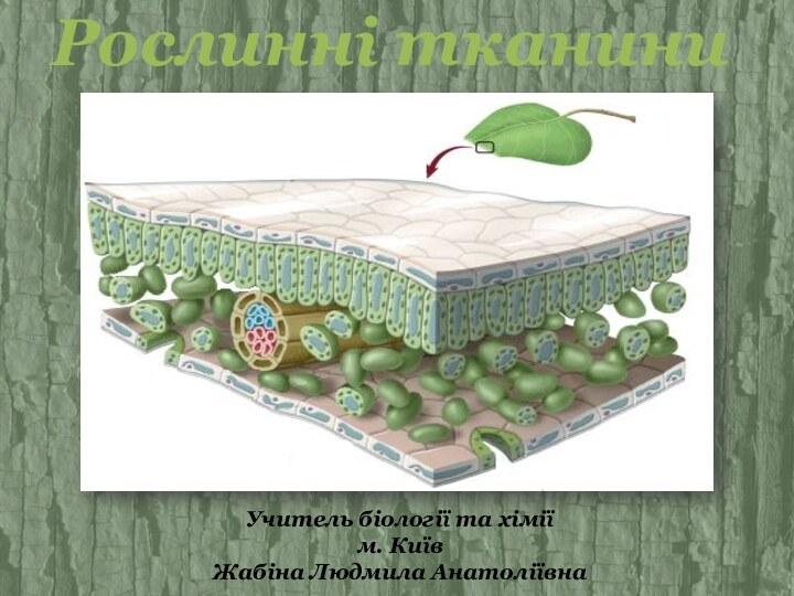 Рослинні тканиниУчитель біології та хіміїм. КиївЖабіна Людмила Анатоліївна