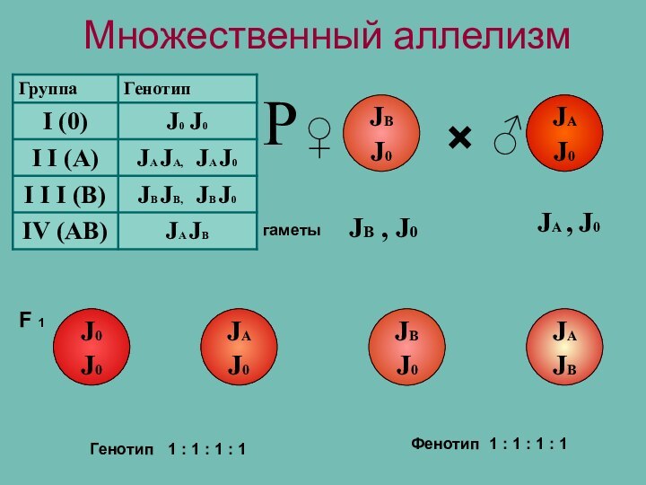 Множественный аллелизм×♀♂гаметыF 1JВ J0JВ J0РJ0 J0JА J0JА J0JА JВФенотип 1 : 1