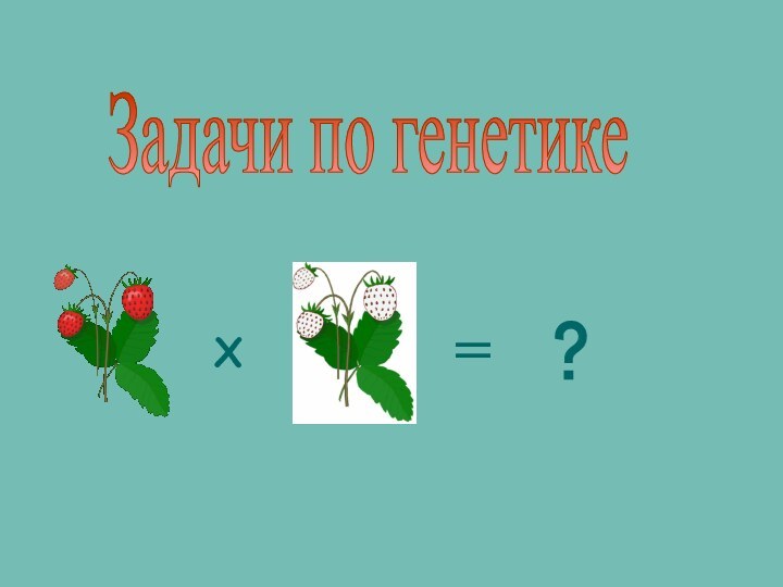 Задачи по генетике Х =?