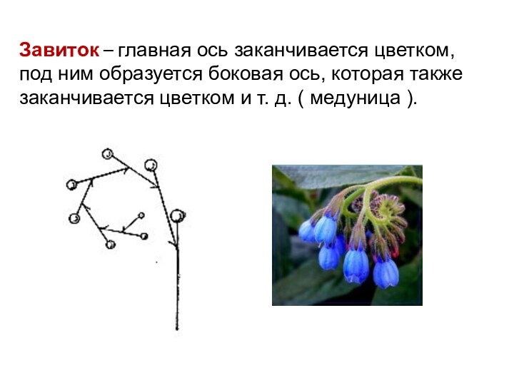 Завиток – главная ось заканчивается цветком, под ним образуется боковая ось, которая