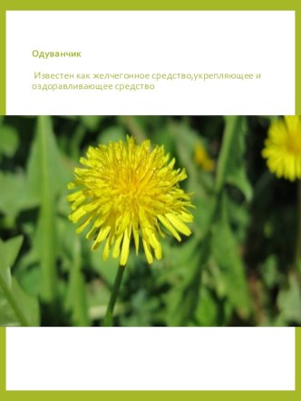 Растителный и животный мир Татарстана