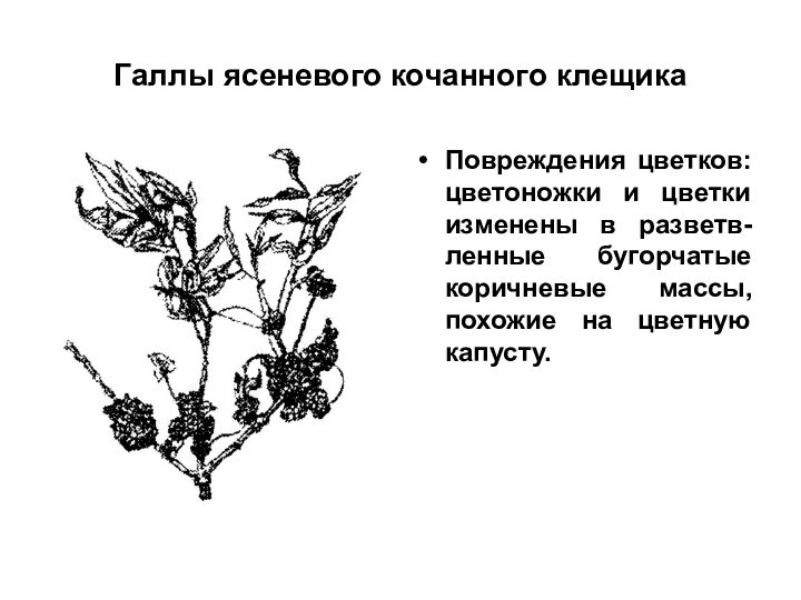 Галлы ясеневого кочанного клещикаПовреждения цветков: цветоножки и цветки изменены в разветв-ленные бугорчатые