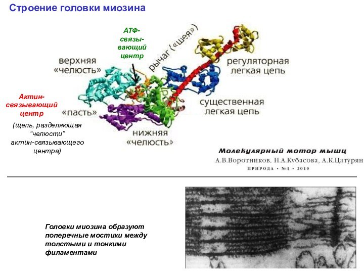 Актин-связывающий центрСтроение головки миозина АТФ-связы-вающий центр(щель, разделяющая “челюсти”  актин-связывающего центра)Головки миозина