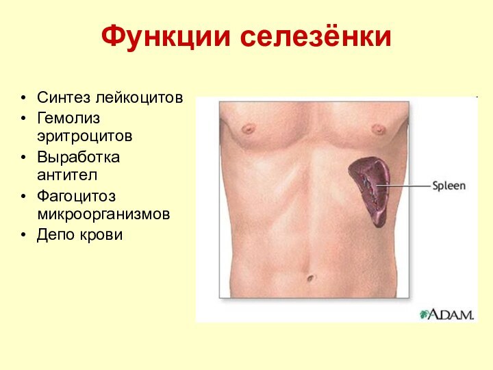 Функции селезёнкиСинтез лейкоцитовГемолиз эритроцитовВыработка антителФагоцитоз микроорганизмовДепо крови