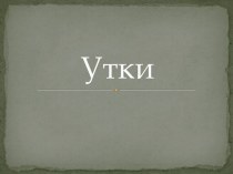 Утки. Виды уток