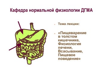 Пищеварение в толстом кишечнике, Физиология печени, Всасывание, Пищевое поведение