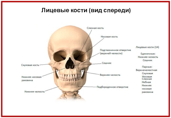Лицевые кости (вид спереди)